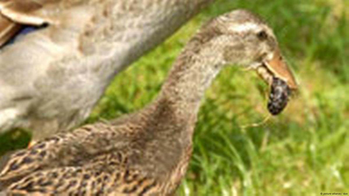 Ducks who love snails who love wine DW 10/07/2016