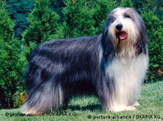 shaggy haired dog breeds