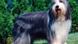 A bearded collie A bearded collie