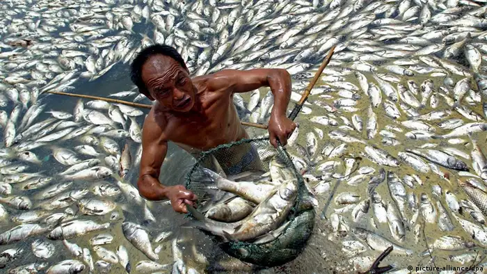 A man collects dead fish in Guanqiao Lake in Wuhan in central China's Hubei province, 11 July 2007. Some 5.000 kilogrammes fish died due to the polluted lake water and the sizzling weather in the city. EPA/Zhou Chao +++(c) dpa - Report+++