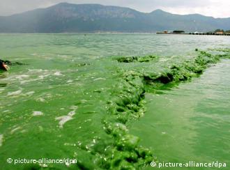 Grünes Wasser des Dianchi Flusses in China durch Umweltverschmutzung (Foto: dpa)