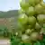 Grapes in the Moselle Valley