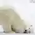 A polar bear with its head to the ice