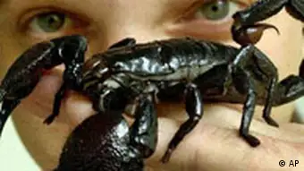 A black scorpion sits on a man's hand