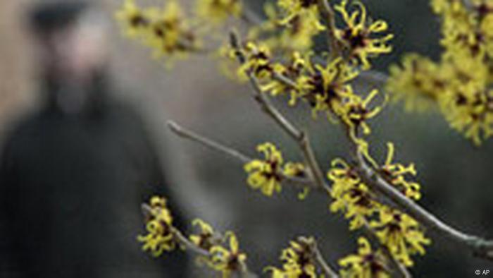 BdT Deutschland Wetter Blume Zaubernuss Frankfurt