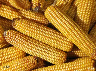 转基因玉米 你吃吗？