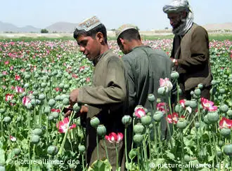 ***Neue Rekordernte bei Opium und Cannabis - Afghanistans traurige Bilanz, Matthay*** Afghanische Bauern bei der Ernte in einem Mohnfeld in der Nähe von Kandahar (Archivbild vom 26.04.2005). Der weltgrößte Heroinproduzent Afghanistan ist inzwischen nach einem Bericht der Vereinten Nationen auch der wichtigste Lieferant der illegalen Droge Cannabis geworden. Die im vergangenen Jahr rund 70 000 Hektar große Anbaufläche von Cannabis, aus dem Haschisch gewonnen wird, werde in diesem Jahr voraussichtlich weiter anwachsen, heißt es in dem am Mittwoch 06.02.2008 in Tokio vorgestellten Winterbericht des UN-Büros für Drogen und Kriminalität (UNODC) zu Afghanistan. Die Anbaufläche für Schlafmohn, aus dem Rohopium und dann Heroin produziert wird, werde 2008 ähnlich hoch wie im Vorjahr oder knapp unter diesem Rekordwert liegen. EPA/HUMAYOUN SHIAB +++(c) dpa - Bildfunk+++