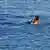 Sarkozy swimming in the Mediterranean