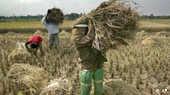 Rice farmers harvest their crops in Malang, East Java, Indonesia