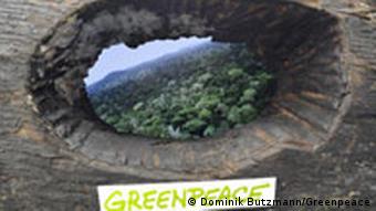 Greenpeace protestiert gegen die Abholzung des Regenwaldes