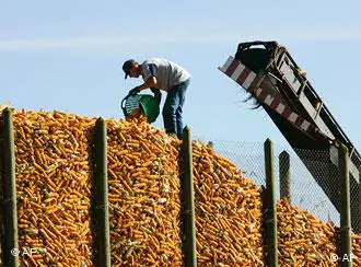 德国的玉米生产