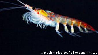 Antarktischer Krill Euphausia superba