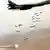 Flugzeug wirft Bomben ab (Quelle: dpa)