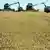 Zwei Mähdrescher ernten parallel ein Getreidefeld ab (Foto: dpa)