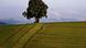 A tree A tree