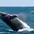 Ein Buckelwal springt aus dem Wasser (dpa)