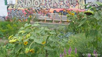 Rosa Rose Garten in Berlin. Quelle: Julia Jahnke