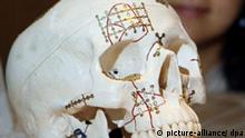 Eine Museumsmitarbeiterin betrachtet am Freitag (01.08.2008) im Neanderthal Museum in Mettmann einen Kunststoffschädel mit Implantaten, die bei großflächigen Eingriffen die Löcher überdecken. Unter dem Titel Loch im Kopf belegen bis zum 02. November etwa zwei Dutzend menschliche Schädel die überraschenden OP-Kenntnisse, mit denen bereits steinzeitliche Ärzte etwa bei Hirntumoren erfolgreich helfen konnten. Foto: Franz-Peter Tschauner dpa/lnw (zu lnw 7119 vom 01.08.2008) +++(c) dpa - Bildfunk+++