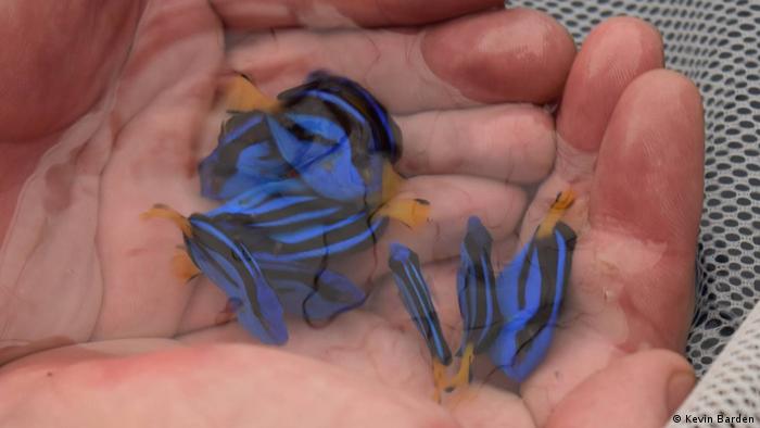 Blue tang fish being held in the hands in water (Photo: Kevin Barden)