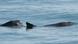 Vaquitas in the ocean Vaquitas in the ocean