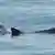 Kalifornische Schweinswale (Golftümmler oder Vaquita)