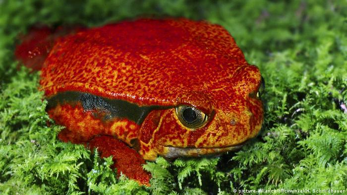 Dyscophus antongilli, tomato frog (Photo: picture-alliance/blickwinkel/H. Schmidbauer)