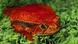 Dyscophus antongilli, tomato frog (Photo: picture-alliance/blickwinkel/H. Schmidbauer) Dyscophus antongilli, tomato frog (Photo: picture-alliance/blickwinkel/H. Schmidbauer)