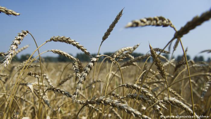 Russland Weizenfeld Weizen Agrarwirtschaft