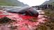 A pod of whales lie dead on Hvannasund beach in the Faroe Islands, after a "Grind" whale hunt. (Joel Carnegie) A pod of whales lie dead on Hvannasund beach in the Faroe Islands, after a "Grind" whale hunt. (Joel Carnegie)