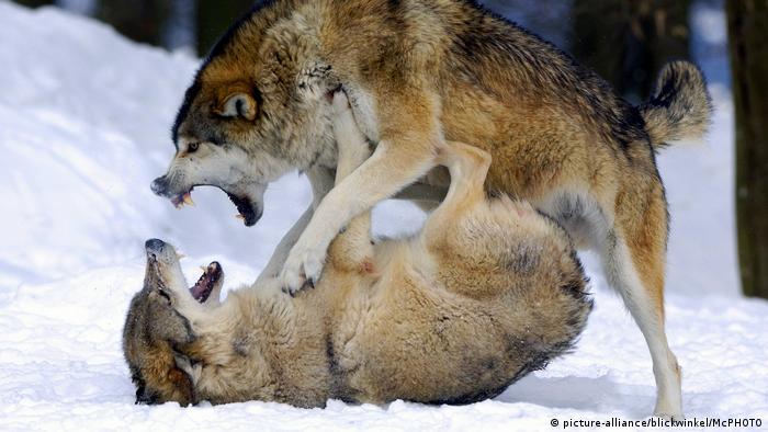 Symbolbild Dominanz - Wolf (picture-alliance/blickwinkel/McPHOTO)