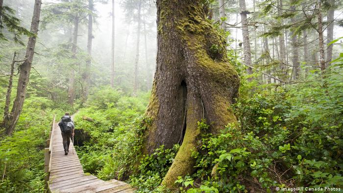 A hiker walks along a wooden boardwalk next to a large tree in a forest 