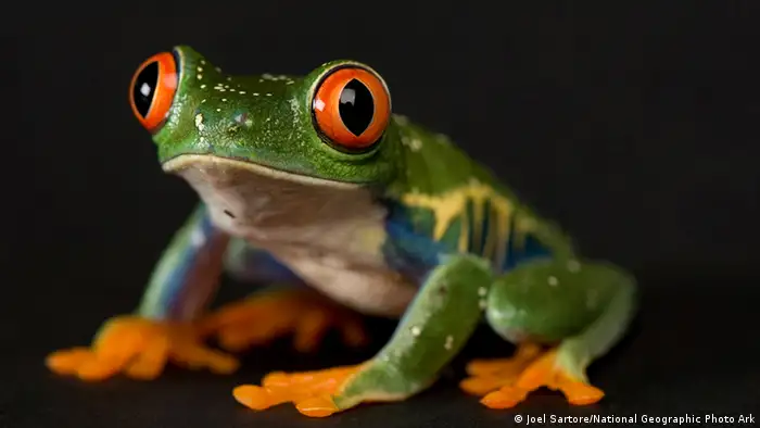 Frosch National Geographic Fotografie (Joel Sartore/National Geographic Photo Ark)