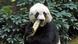 Hong Kong giant panda, Jia Jia Hong Kong giant panda, Jia Jia