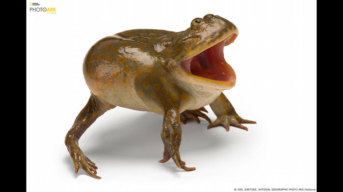 Joel Sartore S Photo Ark Documents Animal Diversity One Face At A Time Dw Learn German