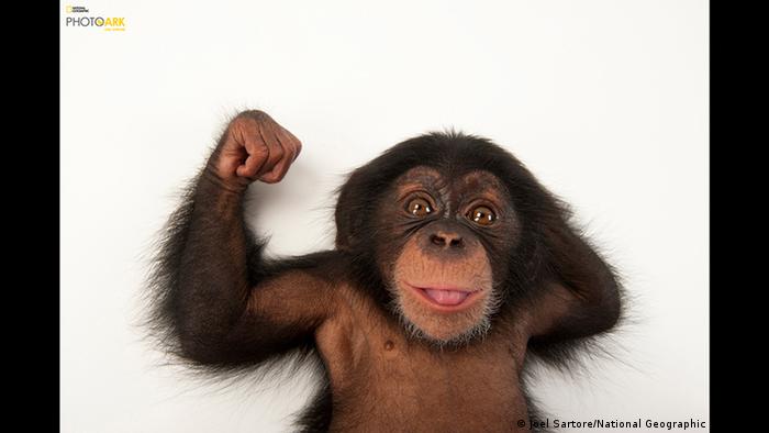 Schimpansenjunges Affe Schimpanse (Joel Sartore/National Geographic Photo Ark )