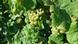 Riesling grapes growing on the slopes of the Moselle Valley Riesling grapes growing on the slopes of the Moselle Valley