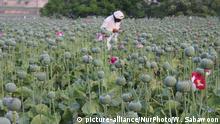 Opiumproduktion in Afghanistan erreicht Rekordhöhe
