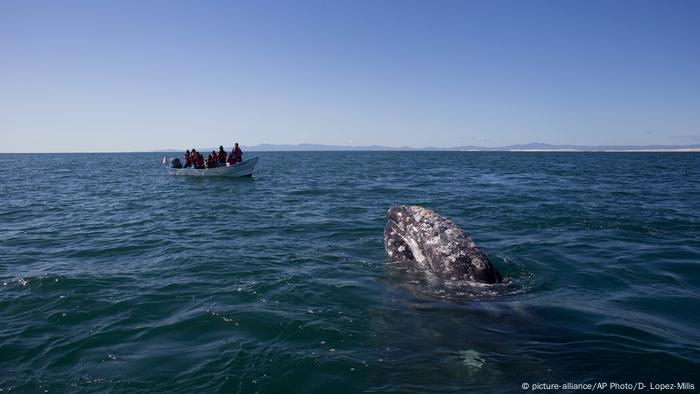 Our beautiful planet: Spring whale migration | Environment | All topics ...