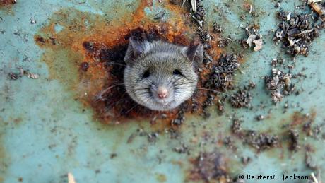 В Ню Йорк винаги са имали проблеми с плъховете но