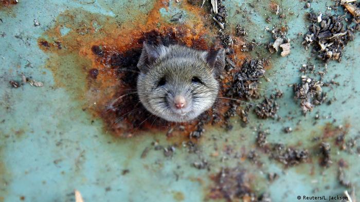 В Ню Йорк винаги са имали проблеми с плъховете, но