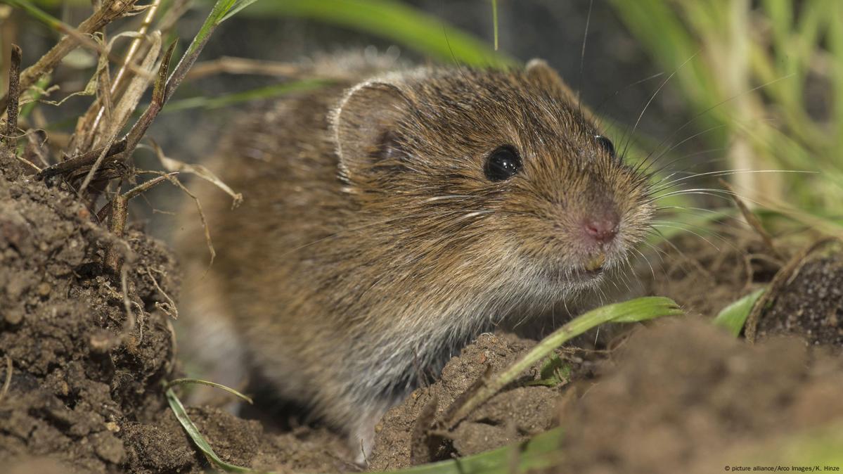 Man poisoned after fighting voles with acid – DW – 10/15/2019