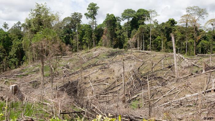 Deforestation in Indonesia's East Kalimantan