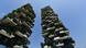 Finalist IHP 2016 Bosco Verticale in Mailand Finalist IHP 2016 Bosco Verticale in Mailand