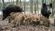 BdT Wildschwein-Plage in Schleswig-Holstein BdT Wildschwein-Plage in Schleswig-Holstein