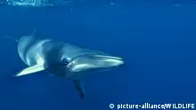 冰岛暂停捕鲸 不是为了保护它们