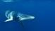 Minke whale Minke whale