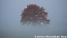 Deutschland Nebel (picture-alliance/dpa/A. Burgi)