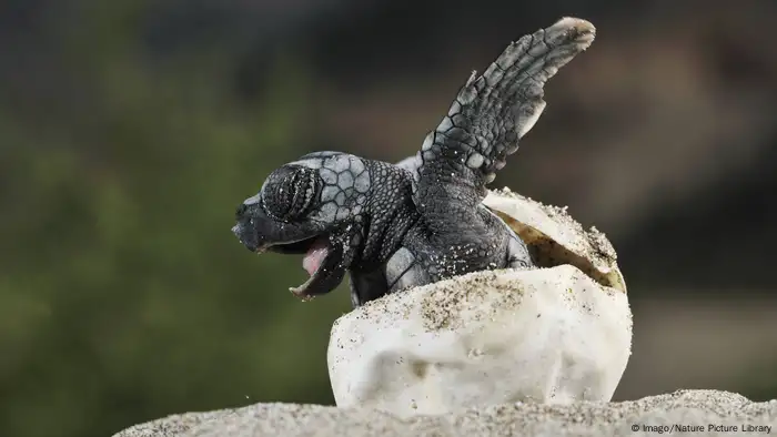 Unechte Karettschildkröte Baby schlüft aus EI (Imago/Nature Picture Library)