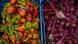 Rote Beete und gelbe Rüben Rote Beete und gelbe Rüben