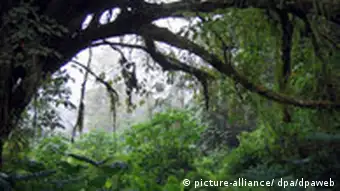 Am Kamerunberg (4095m) ist die Vegetation wegen des fruchtbaren Lavabodens sehr üppig (Archivfoto vom 22.10.2005). Kamerun, die ehemals deutsche Kolonie an der westafrikanischen Küste, macht eine Menge Geld mit dem Handel von Tropenholz - wie viel genau, kann niemand sagen. Doch nach Schätzungen von Experten wird etwa die Hälfte davon immer noch illegal geschlagen. Umweltschützer warnen seit Jahren, dass die Fläche der Regenwälder sich dramatisch verringert. Weltweit schrumpft die Waldfläche nach Angaben der Vereinten Nationen etwa um sechs Millionen Hektar pro Jahr. Foto: Ulrike Koltermann (zu dpa Korr.-Bericht Kamerun verdient am Tropenholz vom 22.12.2005) +++(c) dpa - Bildfunk+++